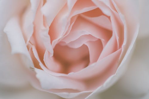 White Rose in Close Up Photography