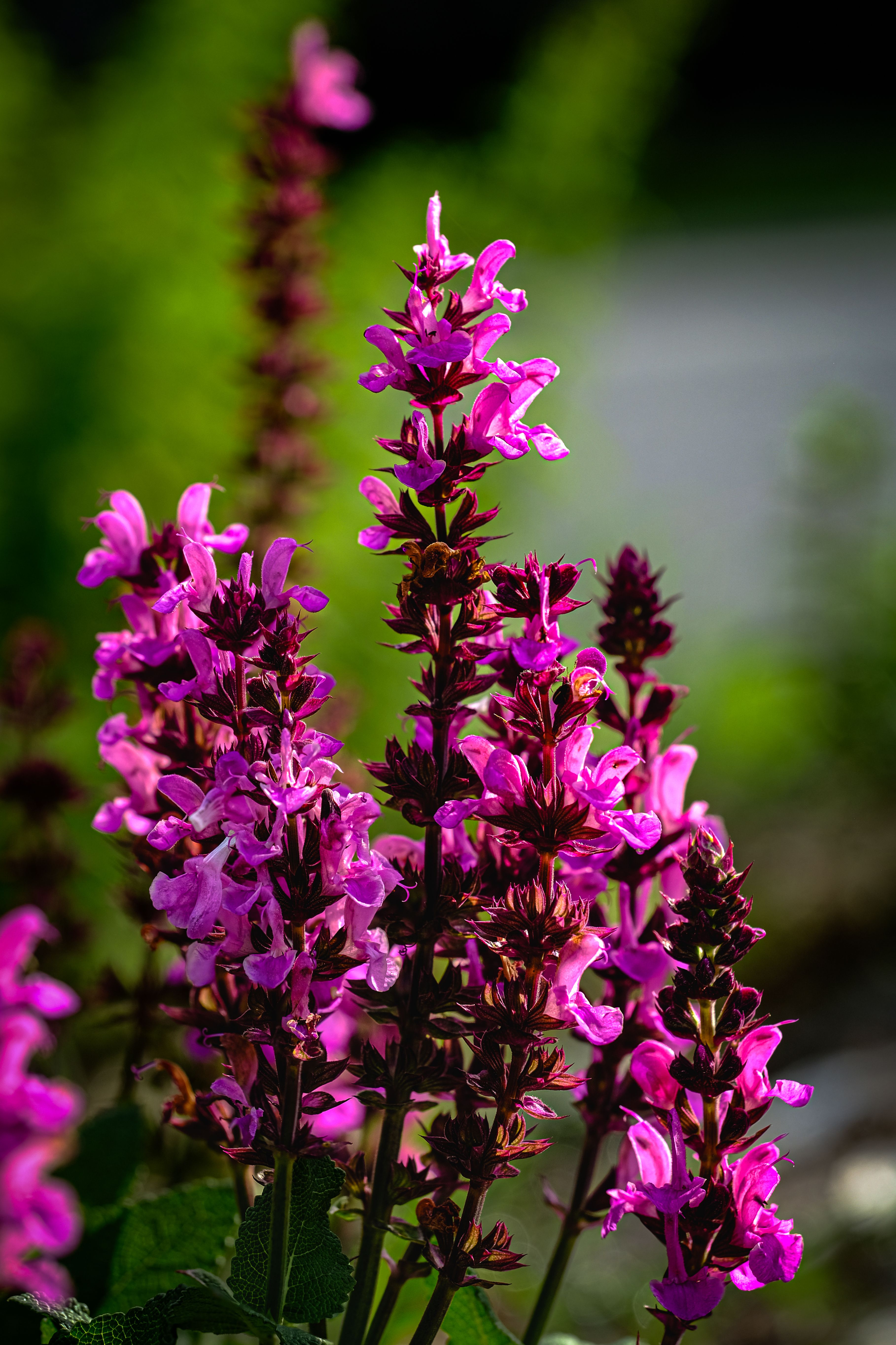 Spring Landscape Photos, Download The BEST Free Spring Landscape Stock ...