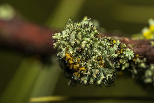 Vibrant lichen on a tree branch