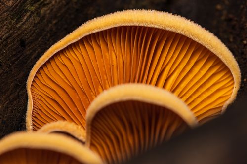 Free Detailed macro shot of vibrant orange mushroom gills in a natural setting. Stock Photo