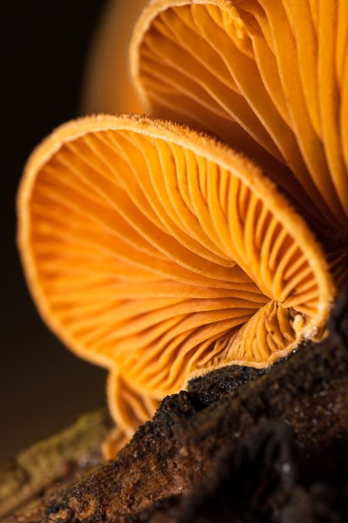 Free Detailed macro shot of vibrant orange mushrooms growing on tree bark, showcasing nature's intricate designs. Stock Photo