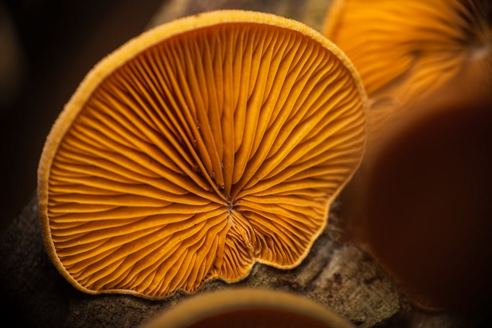 Mushroom and Wild Rice Stuffing Mushroom and Wild Rice Stuffing