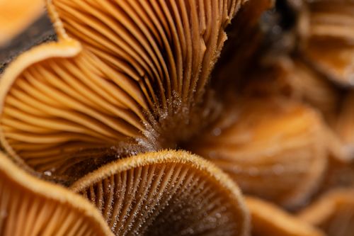 Free Detailed macro shot of mushroom gills covered in dew, showcasing intricate textures. Stock Photo