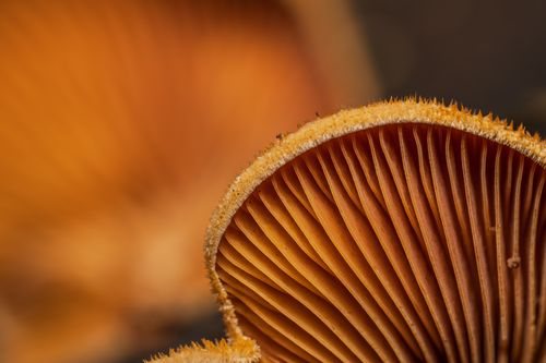Free Detailed macro of orange mushroom gills showcasing texture and pattern. Stock Photo