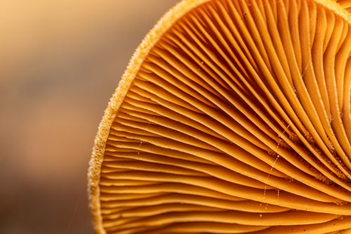 Free Macro shot of a mushroom gills showing fine details and warm color tones. Stock Photo