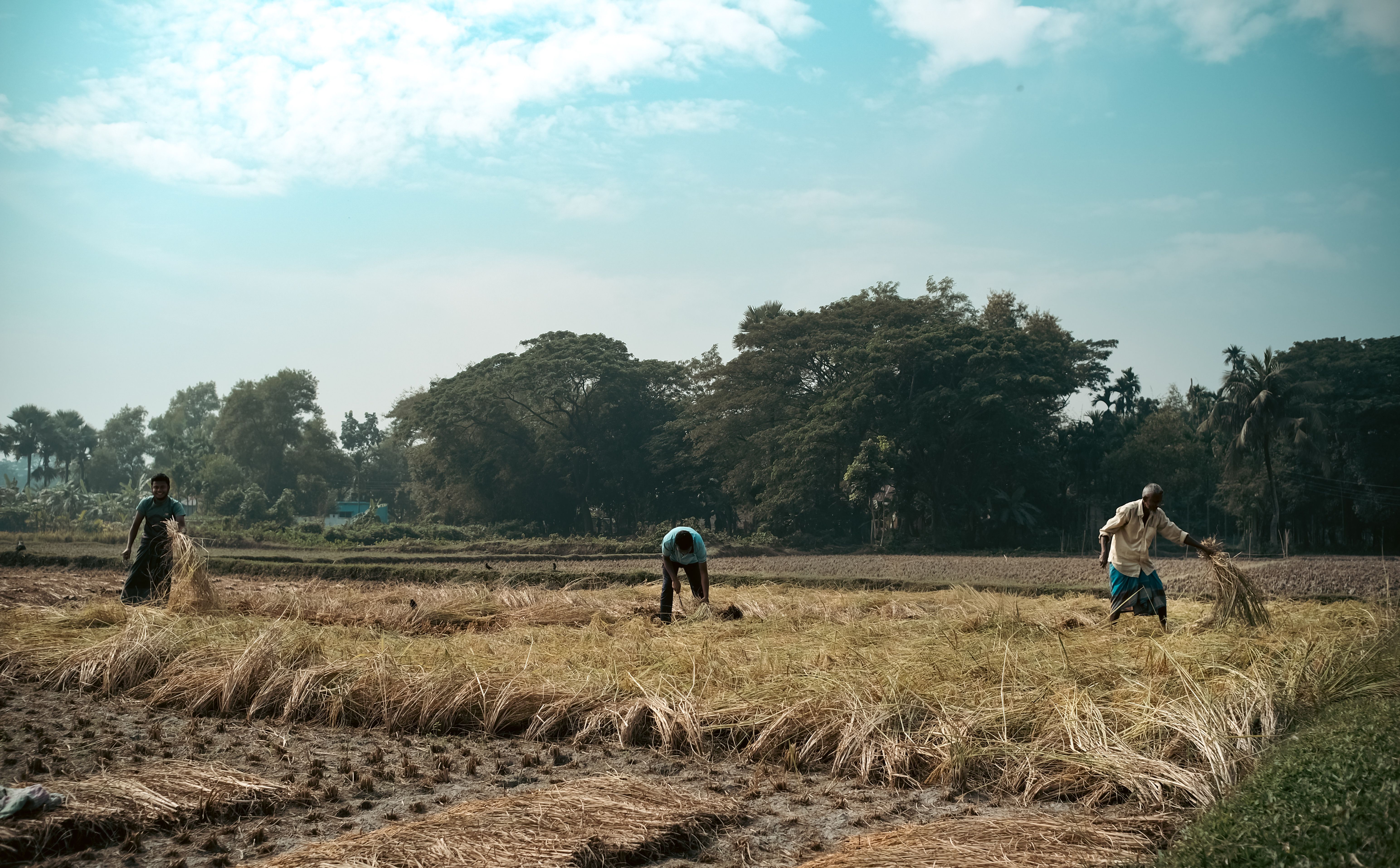 Farmers Harvesting Crops in Rural Landscape · Free Stock Photo