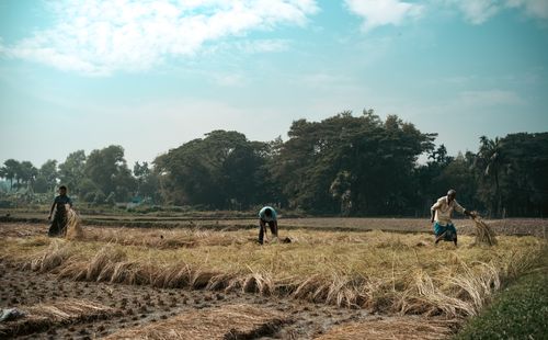 Free Three workers in a picturesque rural field harvesting crops under a clear sky. Stock Photo