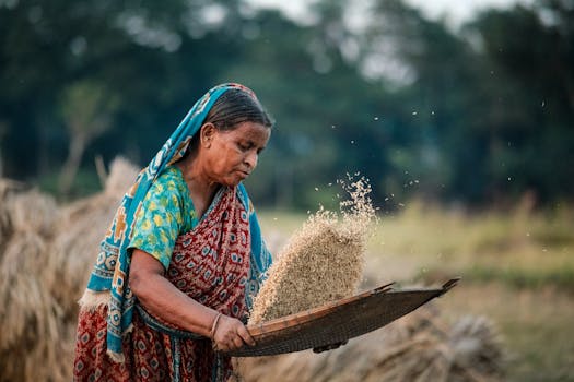 An elderly woman in colorful attire winnowing rice outdoors, showcasing rural life.