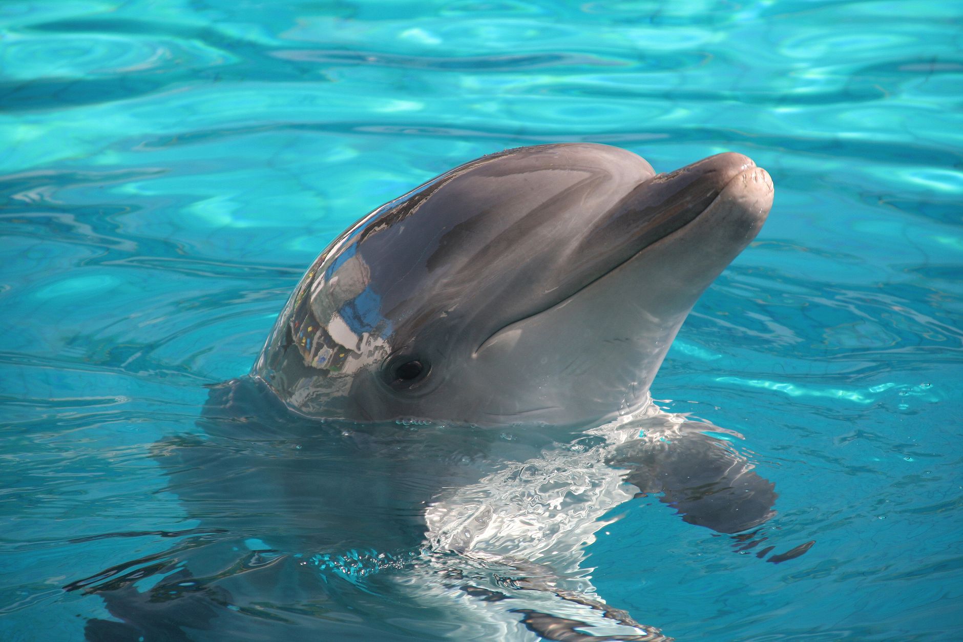 Flipper