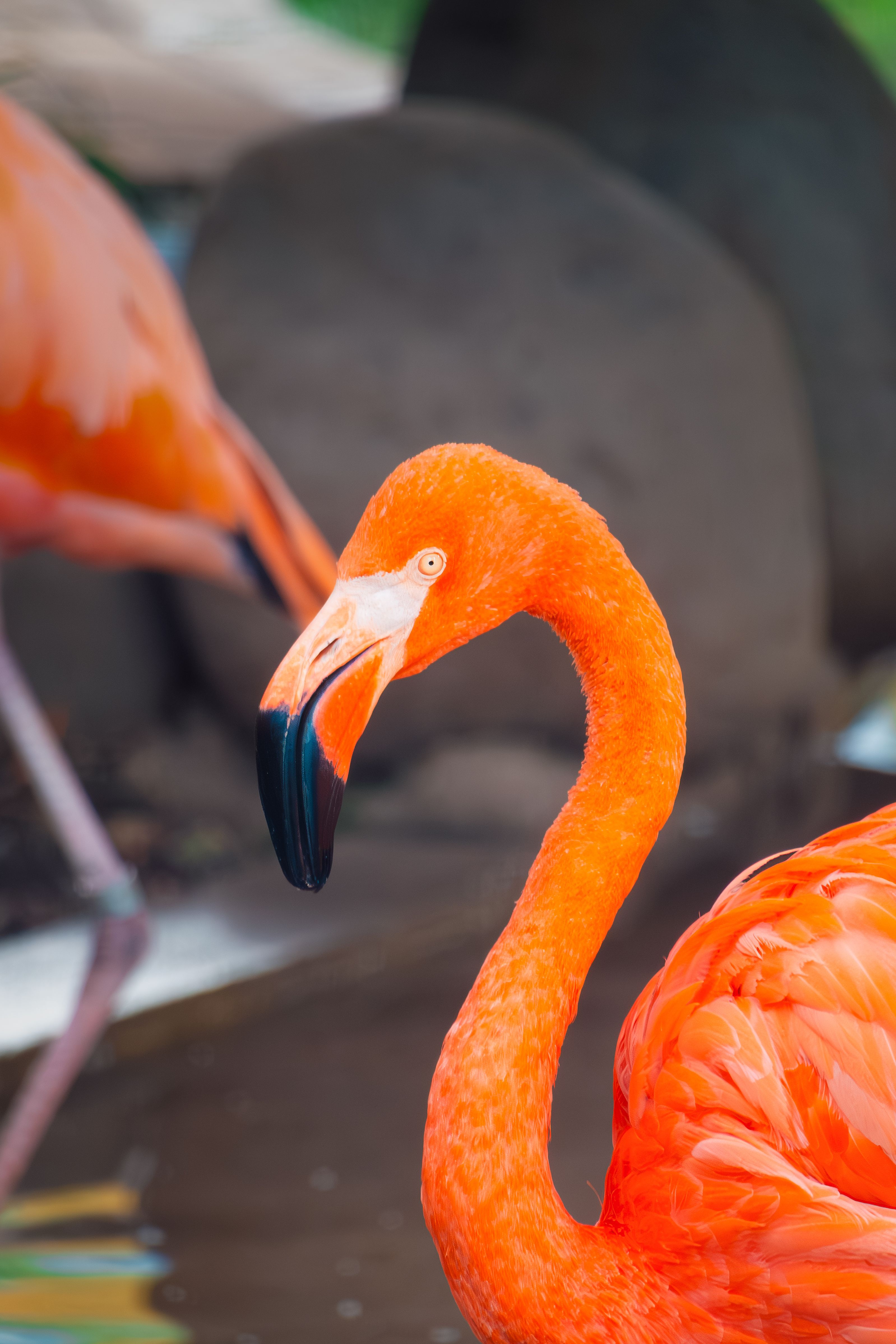 Close-up of Two Pink Flamingos · Free Stock Photo