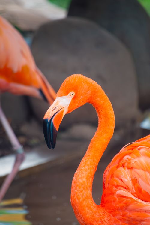 Free Close-up of a vivid flamingo with striking orange plumage near a water body. Stock Photo