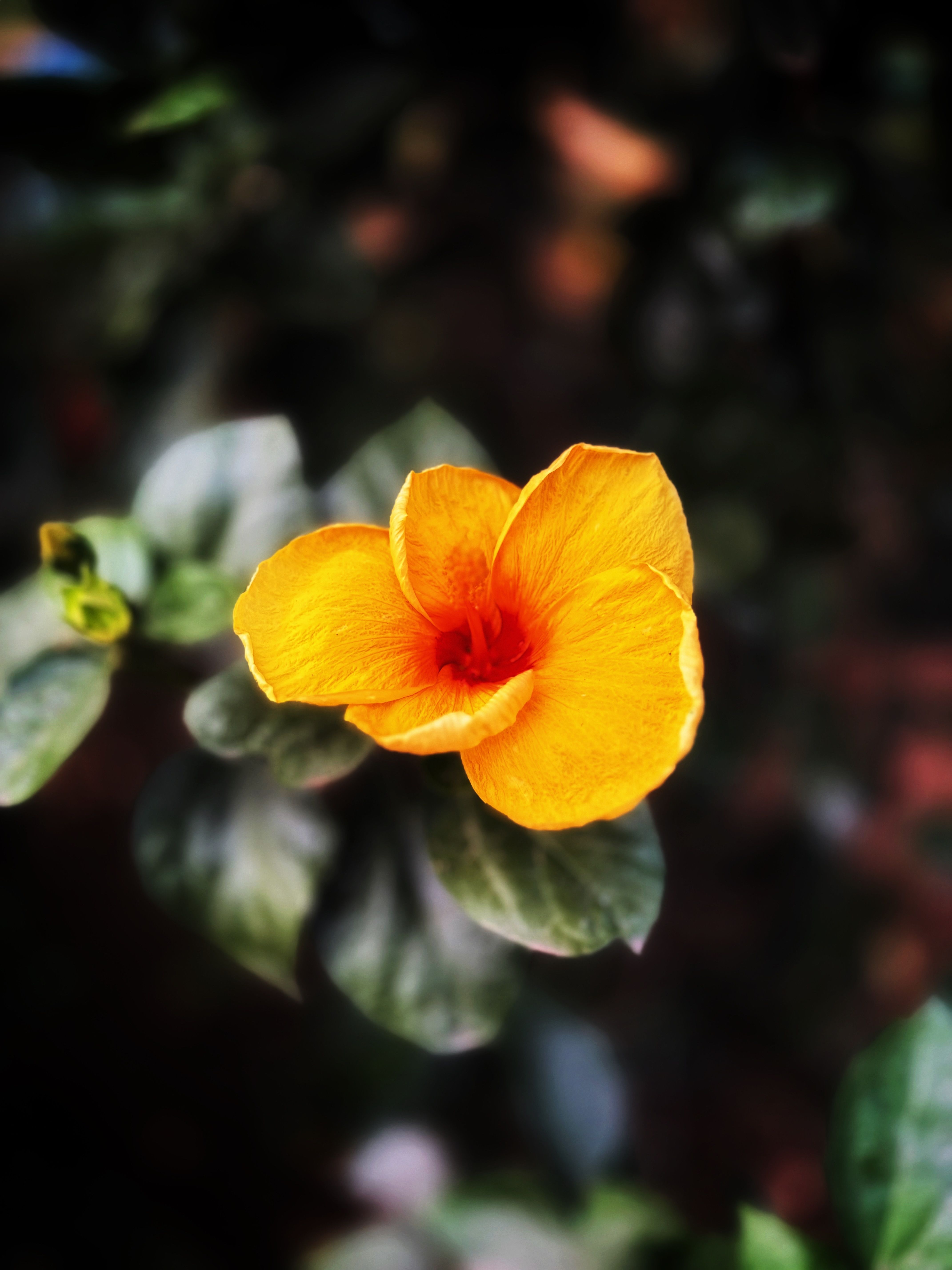 Vibrant Yellow Hibiscus Flower in Bloom · Free Stock Photo