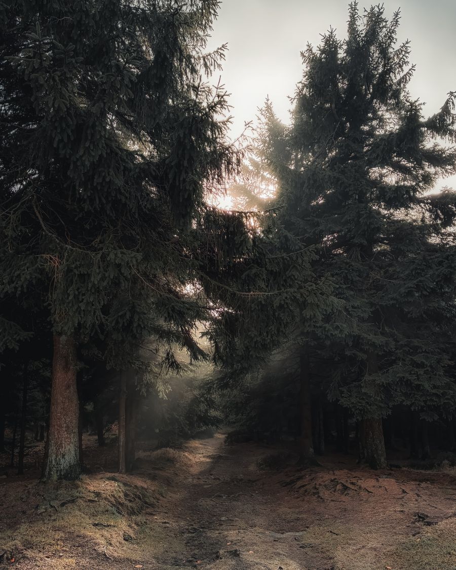 Misty pine forest path by Luk Sauvage on Pexels