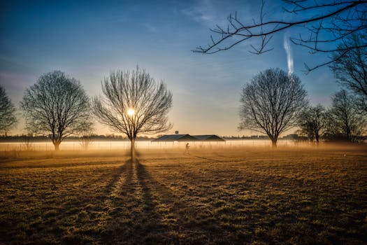 Captivating sunrise with mist over a tranquil countryside field, highlighting bare winter trees.