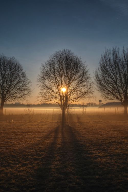 Free Sunrise through bare trees casting long shadows on a misty field, creating a serene winter morning scene. Stock Photo
