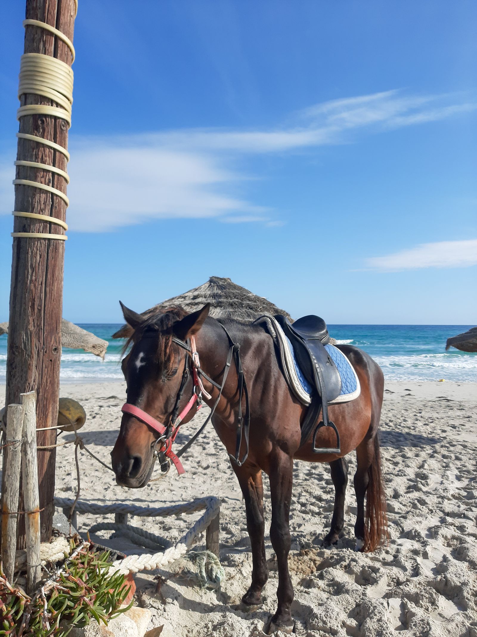 Desert & Beach Riding