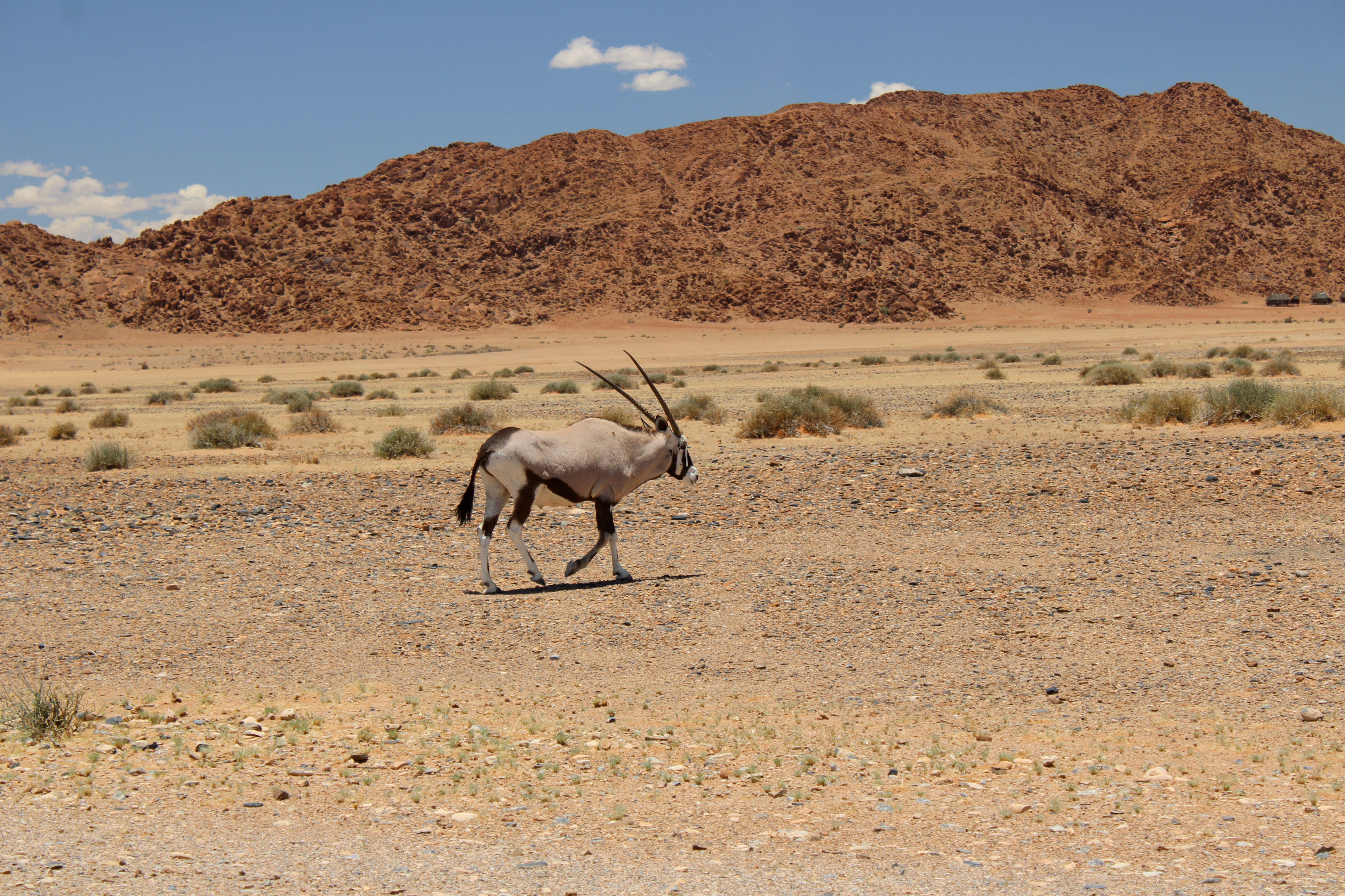 Namibie — paysage de voyage Amanéa