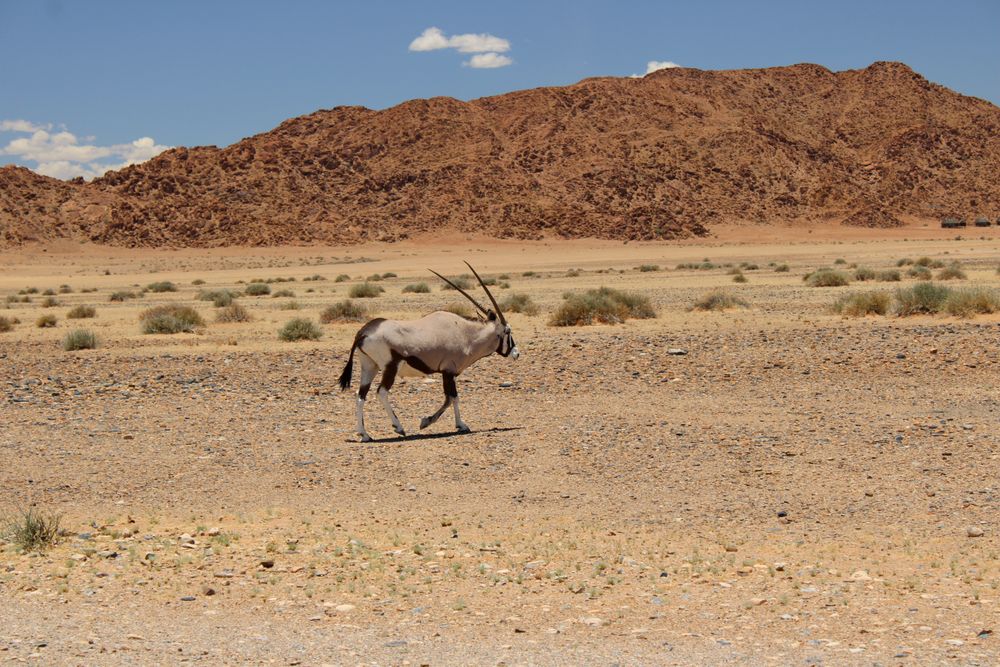 Oryx solitario caminando por las llanuras del desierto del Namib