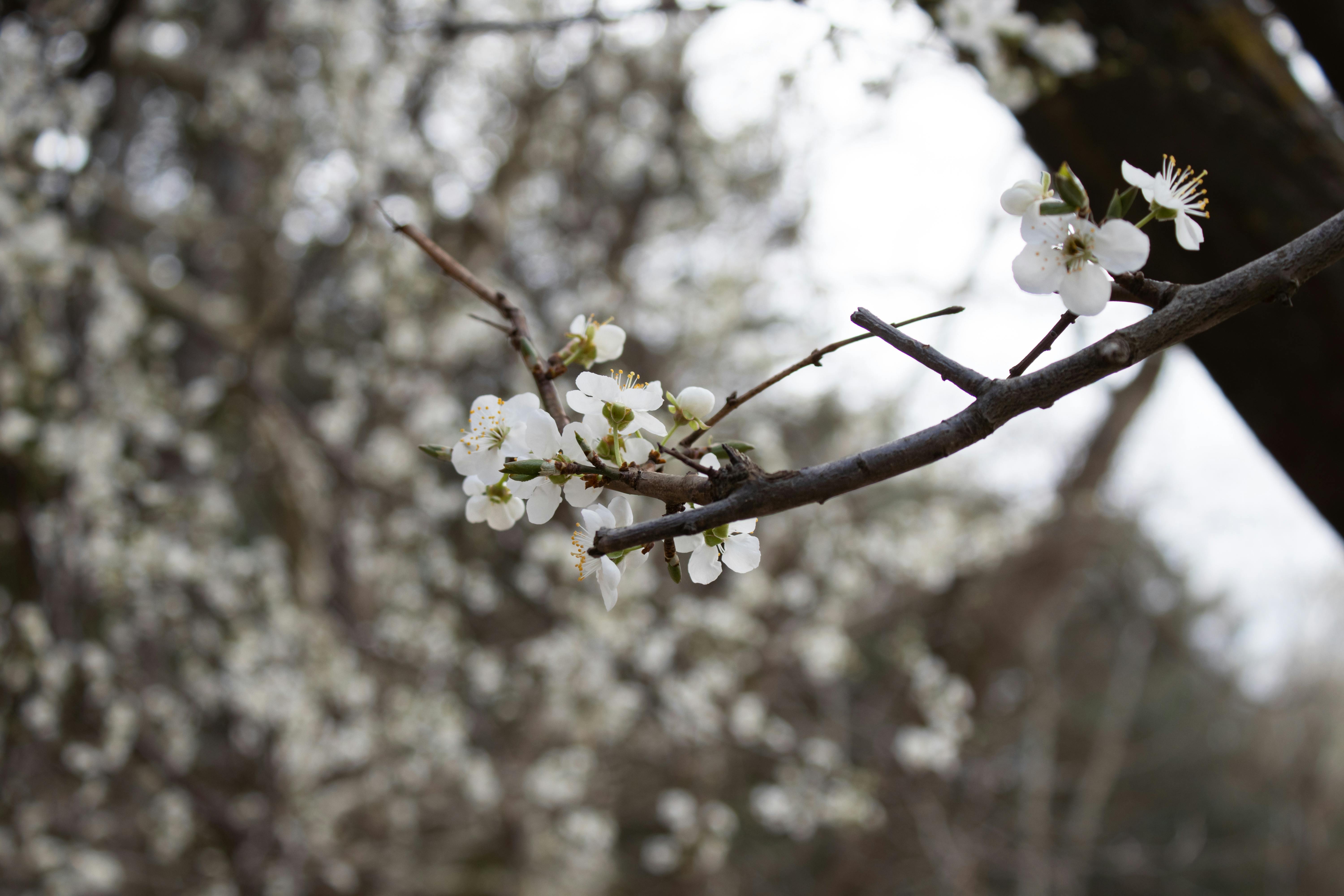 Arbre fruitier en fleurs au printemps