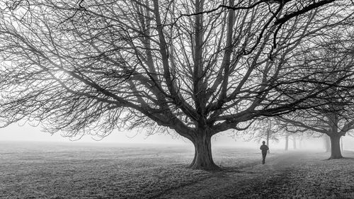 Free A jogger runs under bare trees on a misty morning in England. Stock Photo