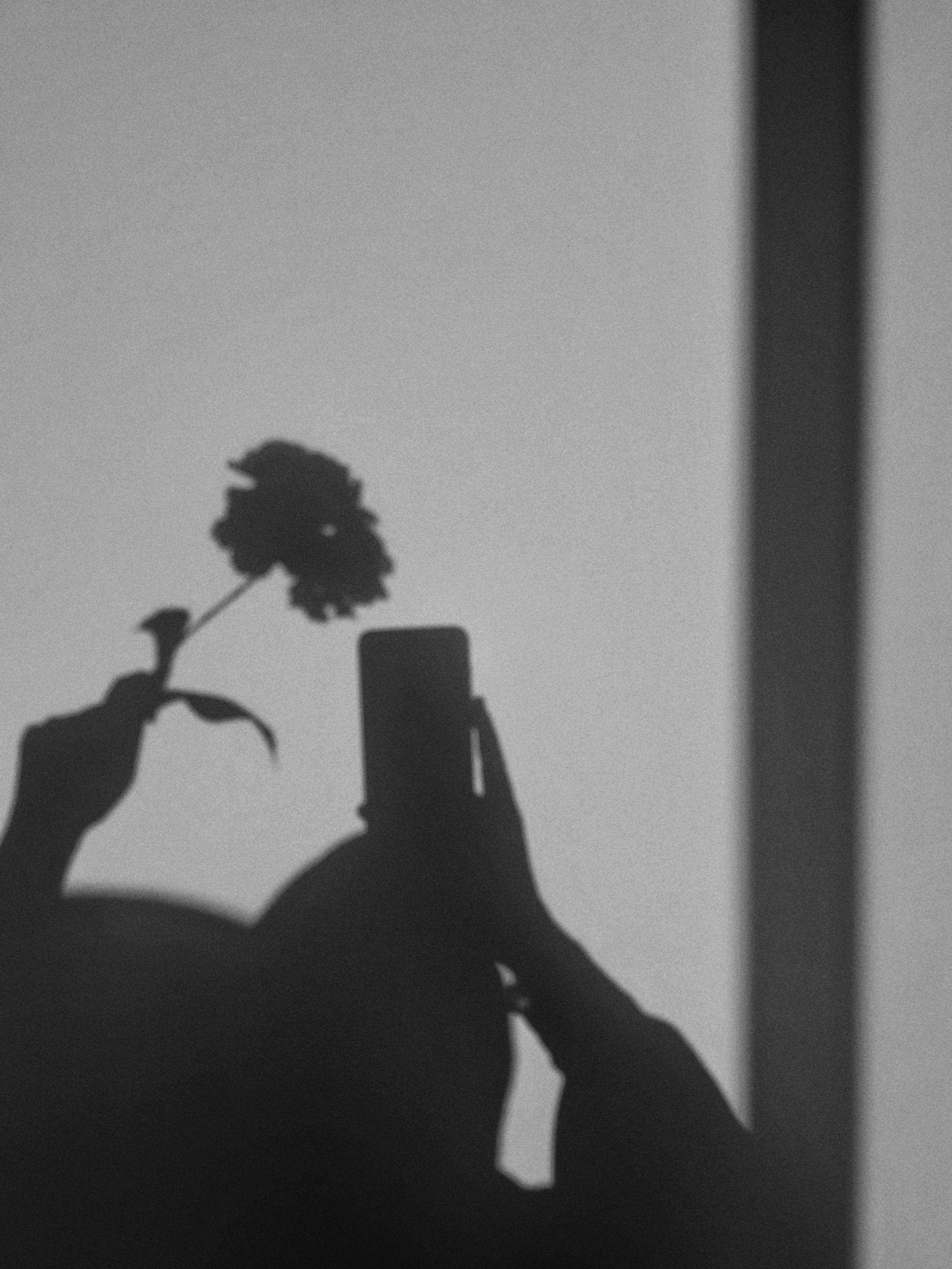 gratis Een elegant silhouet van een vrouw die een bloem vasthoudt, vastgelegd in zachte schaduwen met een serene en minimalistische uitstraling. Stockfoto