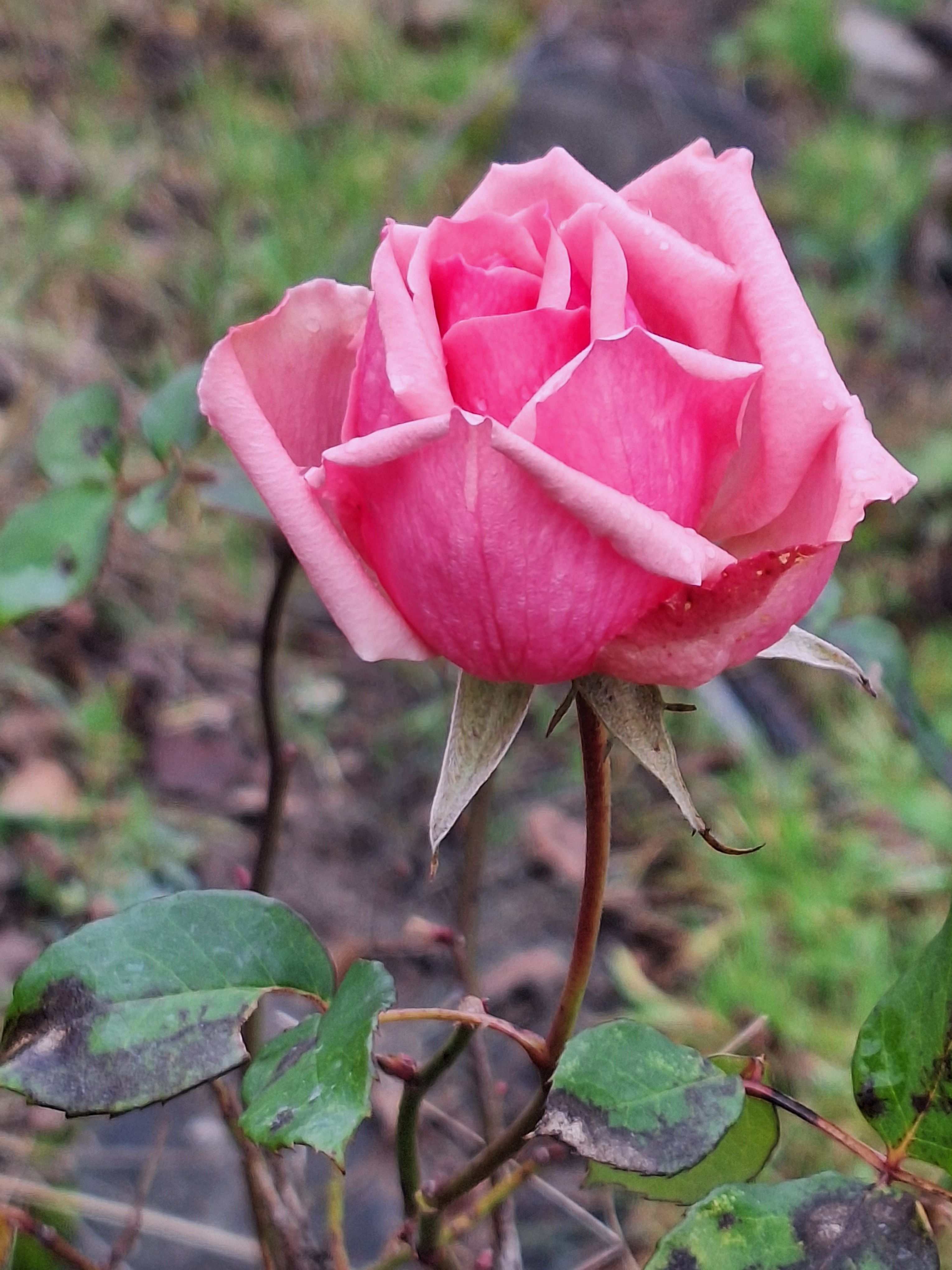 Vibrant Pink Rose Bloom in Outdoor Garden · Free Stock Photo