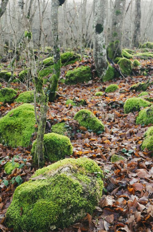Free Quiet forest scene with moss-covered rocks and fallen leaves creating a serene autumn atmosphere. Stock Photo