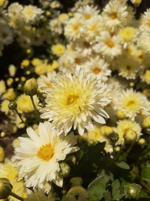 Free Bright yellow chrysanthemums in full bloom, symbolizing joy and happiness, perfect for floral enthusiasts. Stock Photo