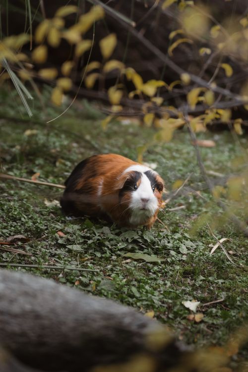 Free A cute guinea pig exploring a lush outdoor environment, surrounded by greenery. Stock Photo