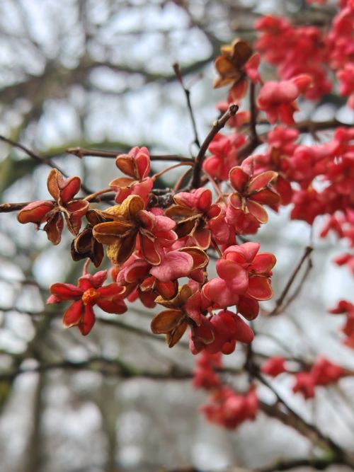 Free Vivid pink and brown Euonymus flower cluster in focus against a blurred background. Stock Photo