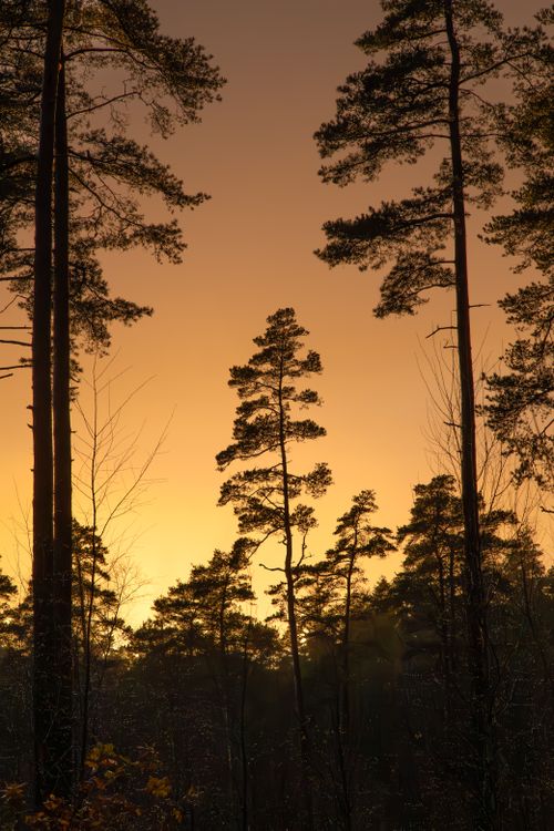 Free Silhouette of tall trees against a vibrant sunset sky, creating a serene and majestic forest view. Stock Photo