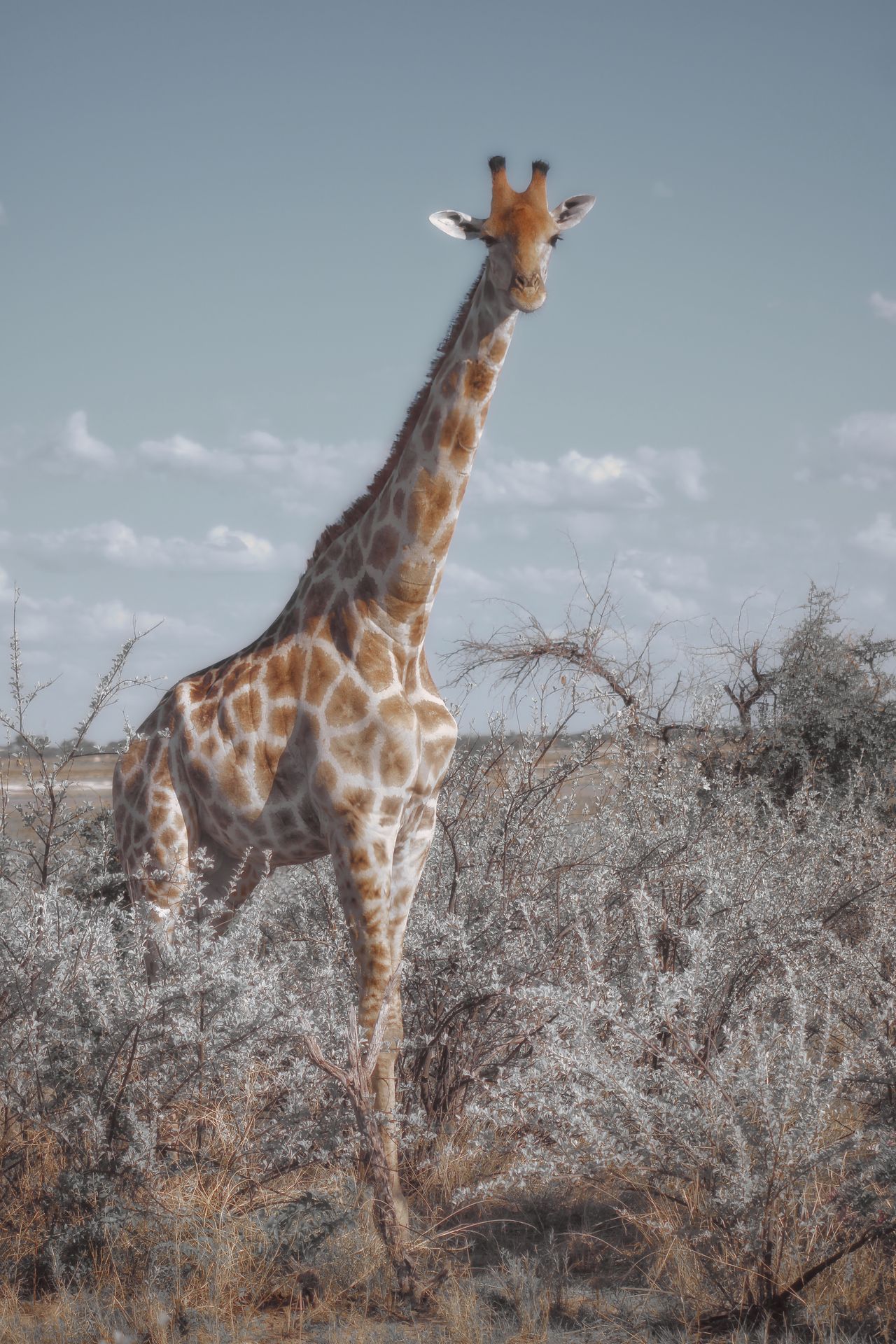 A giraffe standing tall in the African savanna