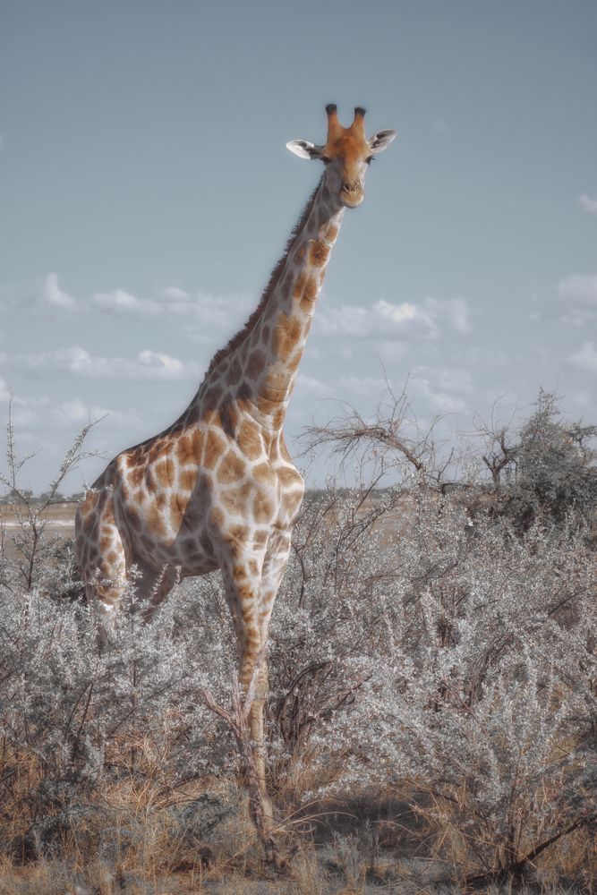 Wild Photos, Download The BEST Free Wild Stock Photos & HD Images