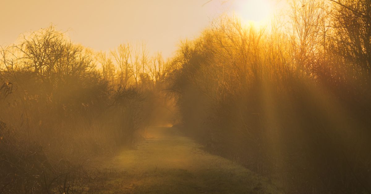 A sunlit forest pathway at sunrise, a visual metaphor for finding your Destiny Matrix life purpose and the four missions of your chart