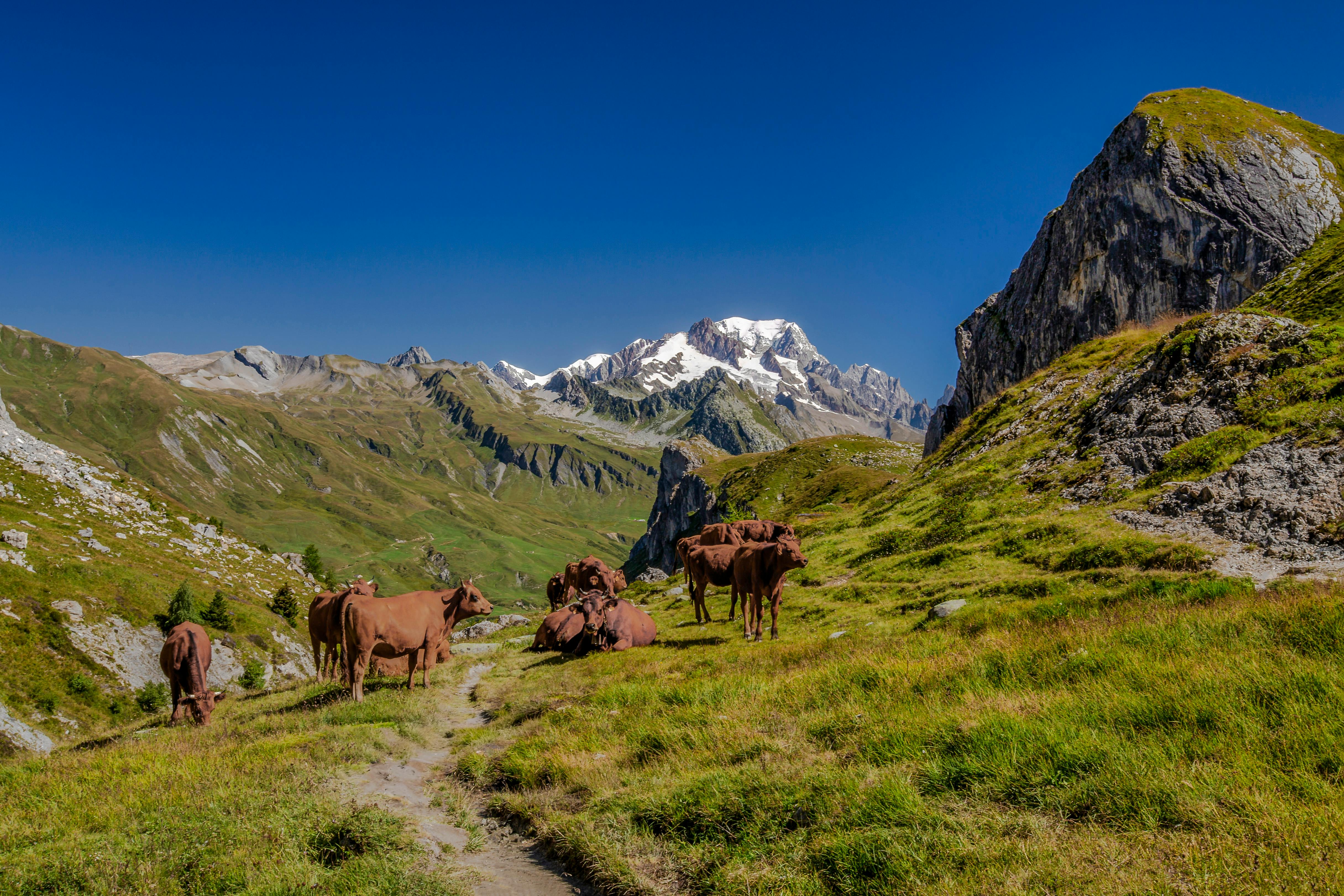 A peaceful Alpine meadow with cows and mountain peaks in the background at sunset