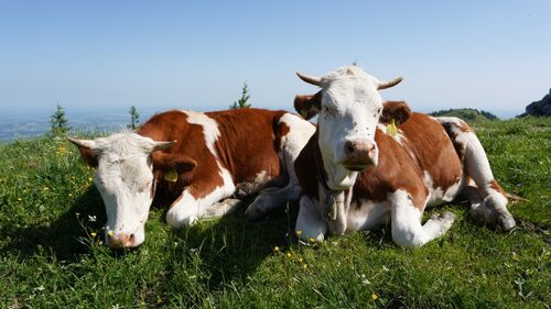 Free Brown and white cows resting on a lush green meadow in Aschau im Chiemgau, Bavaria. Stock Photo