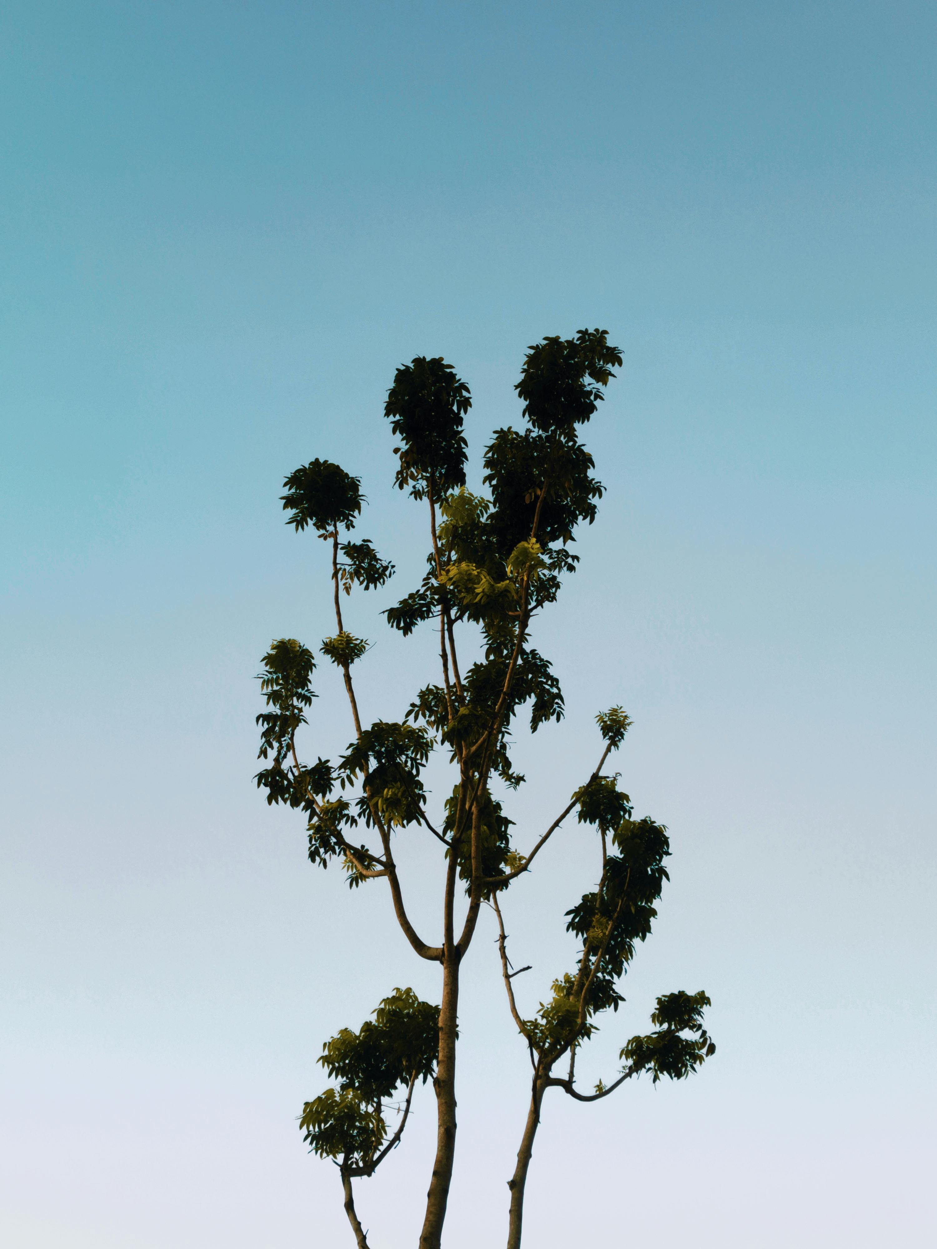 Free stock photo of blue sky, branches, clear sky