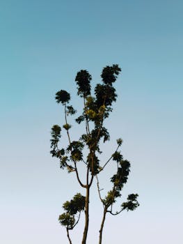 Free stock photo of blue sky, branches, clear sky