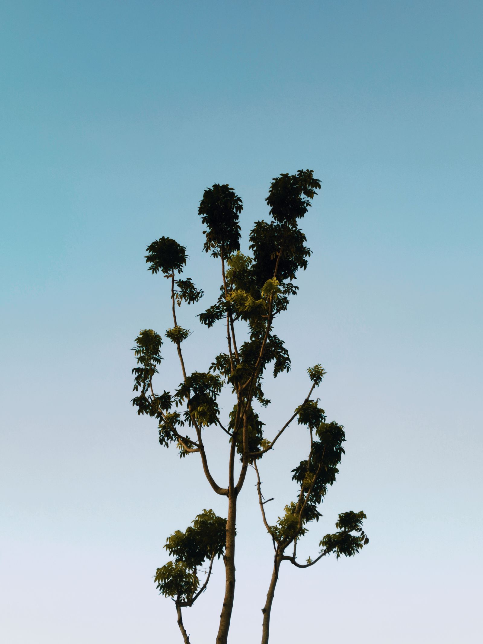 A Tree Under the Blue Sky · Free Stock Photo