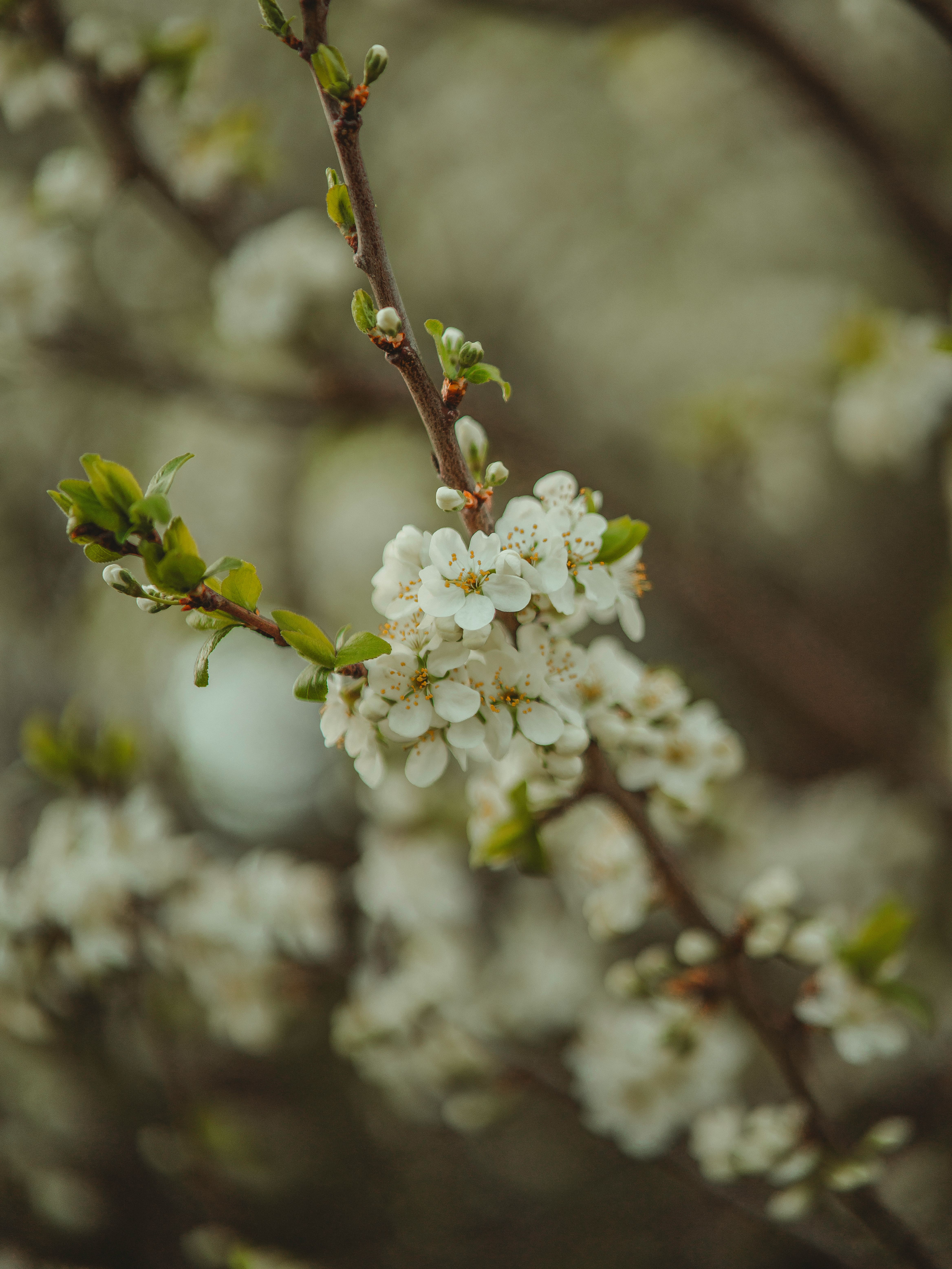 Close-up of Cherry Blossom on a Branch · Free Stock Photo