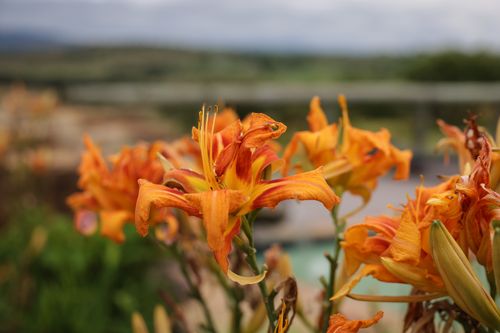 Free Close-up of orange daylilies in full bloom, capturing the essence of a summer garden. Stock Photo