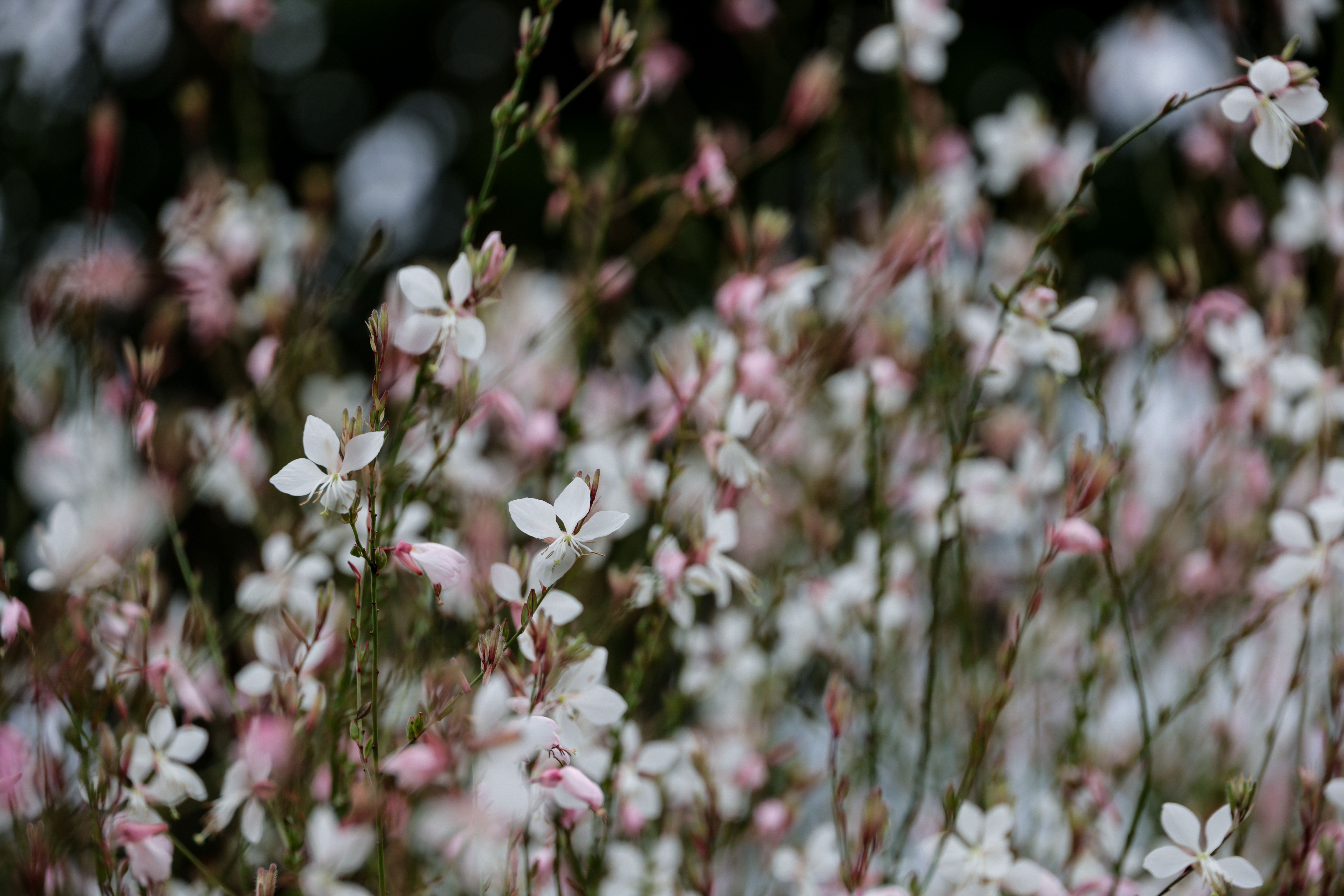 Delicate Pink and White Garden Flowers in Bloom · Free Stock Photo