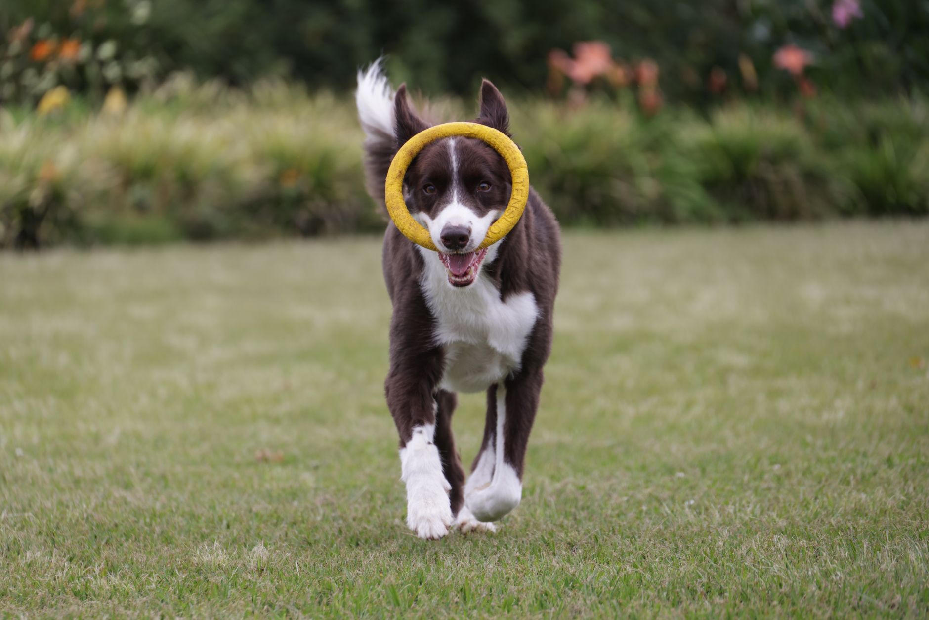 Best Interactive Dog Toys for Fetch (2026) – Durable, Engaging Picks That Keep Your Dog Moving