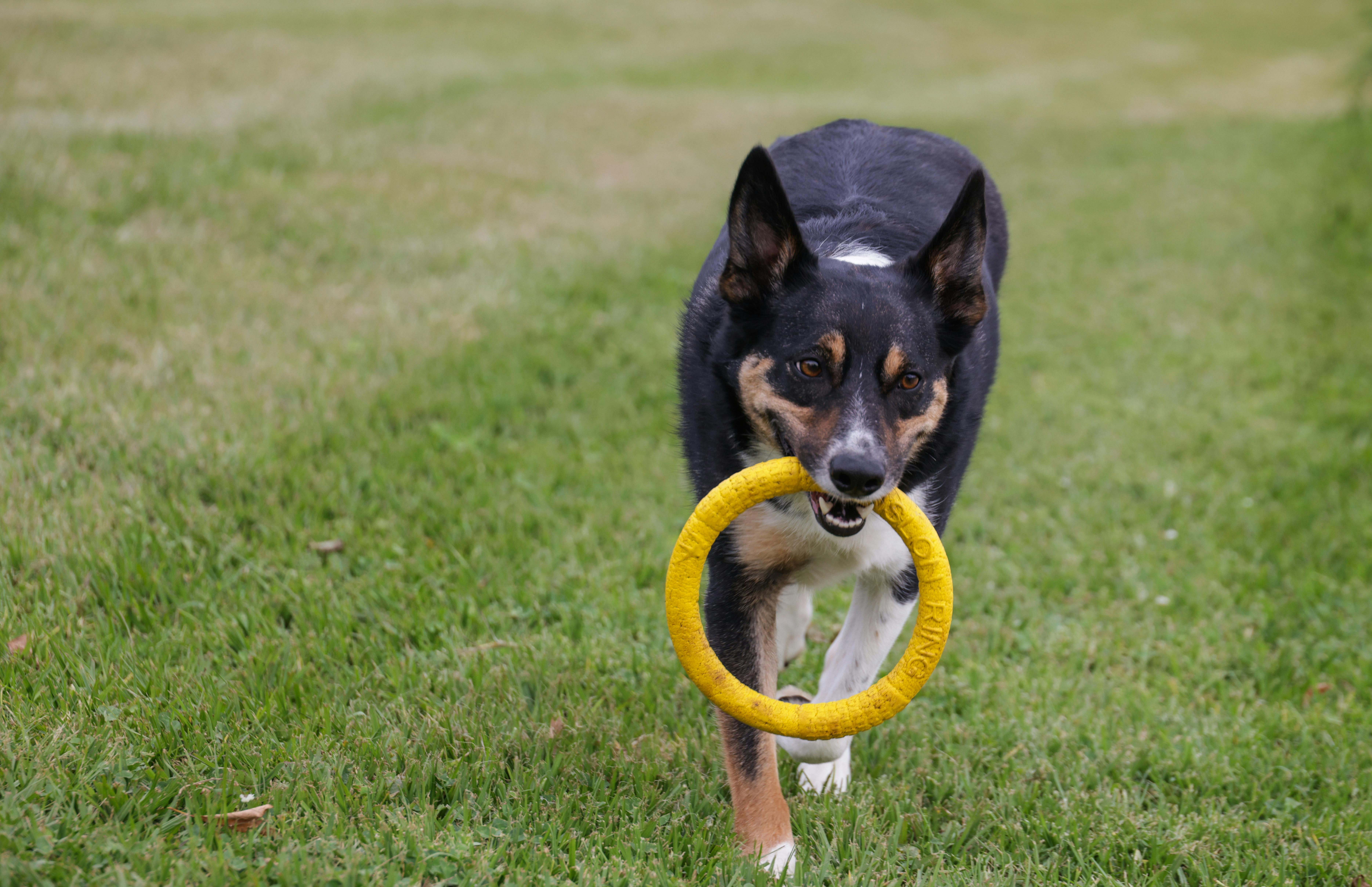 Free stock photo of border collie, border collie dog, cute dogs