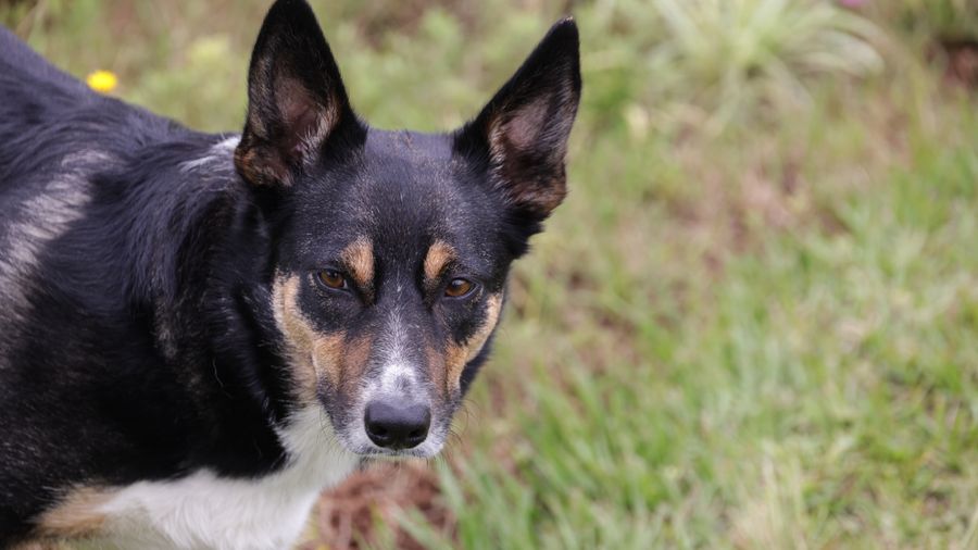 Getting a Dog When You Have Allergies: The Actual Decision Process