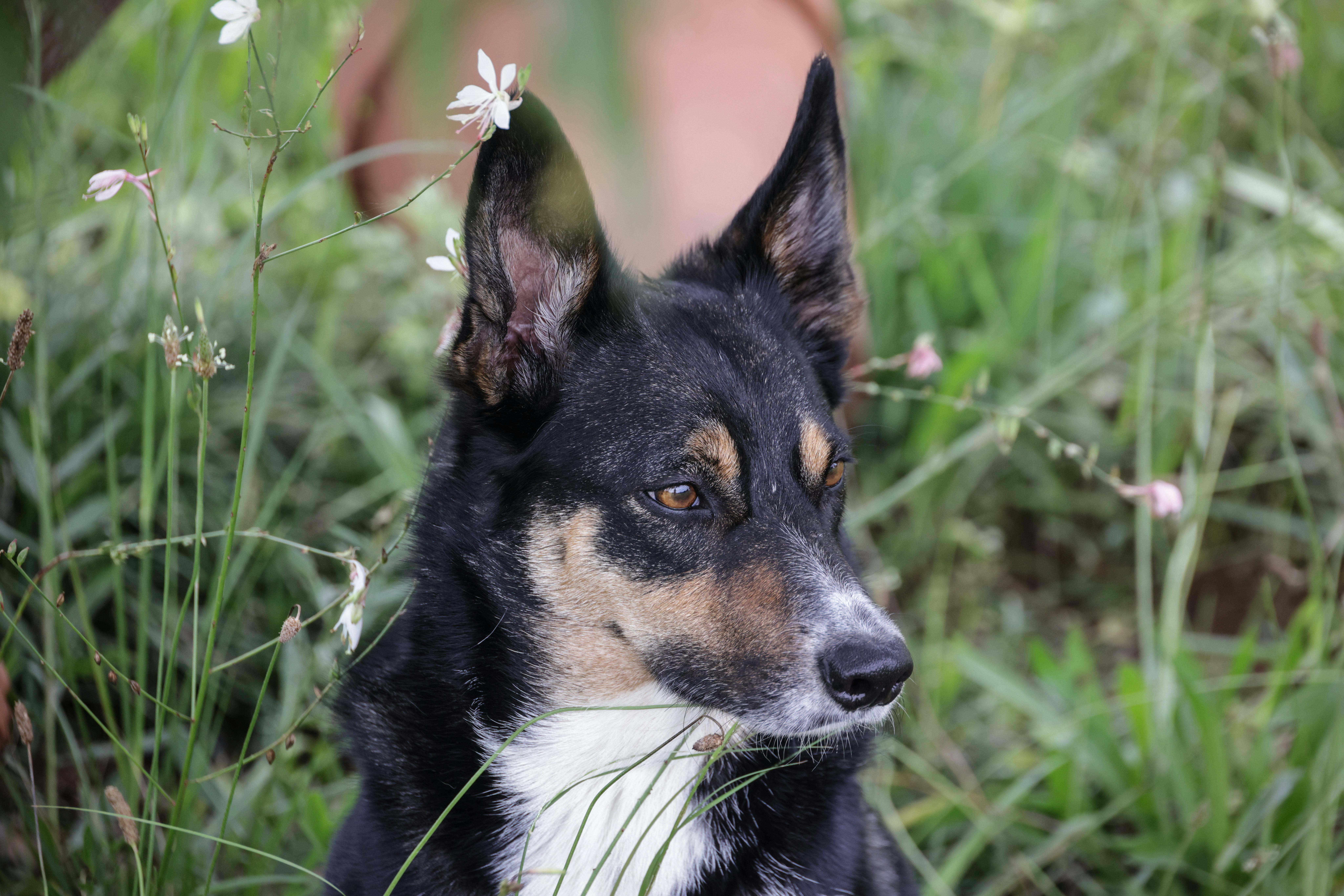 Dogs as Lifestyle Companions: What This Means for Brands &amp; Retailers — Photo by Magda Ehlers on Pexels