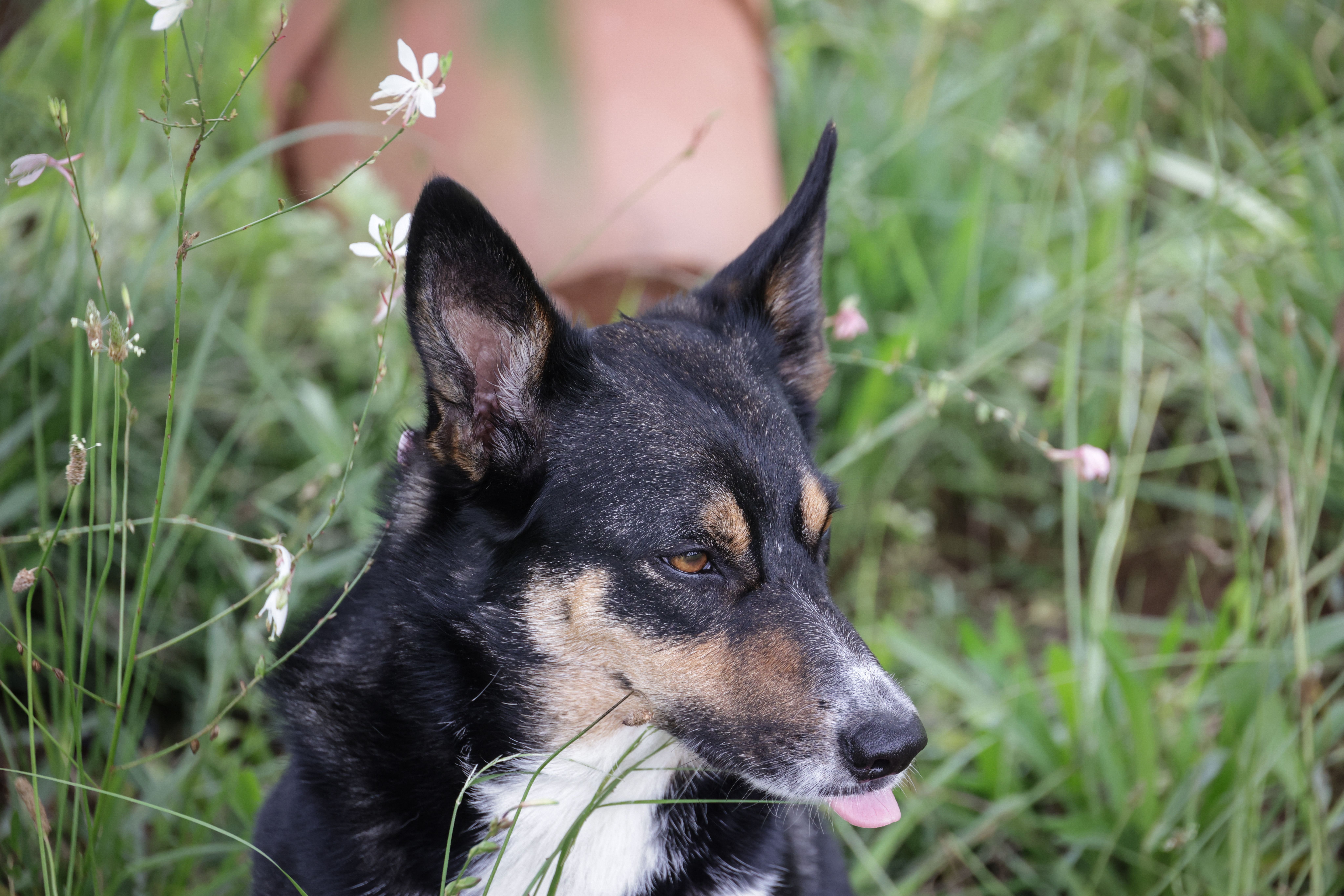 German Shepherd Vs Australian Kelpie comparison table showing features and ratings