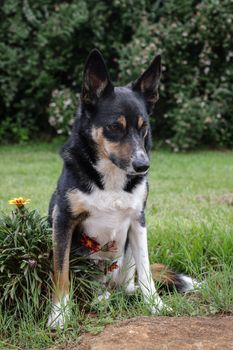 A beautiful Border Collie sitting in a lush garden, surrounded by flowers.