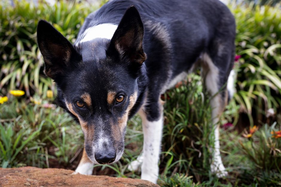 Essential Pet Insurance for Working Dogs UK 2026