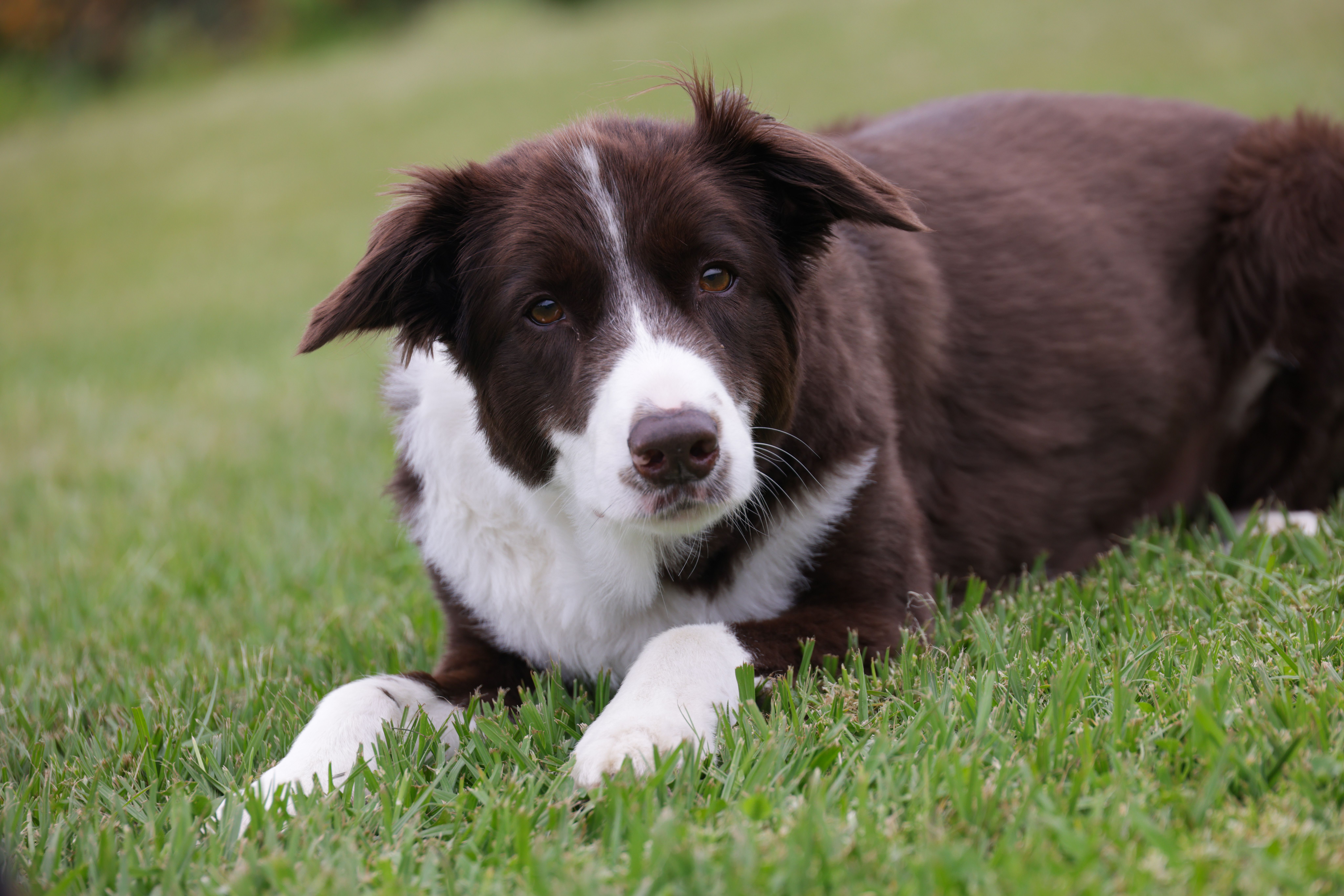 pet technology contact — Photo by Magda Ehlers on Pexels